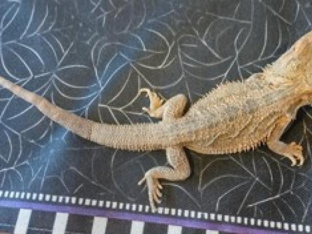 1,0 Farb Bartagame Pogona div - 1